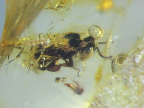 Pliocene amber kenya - pliocene,
