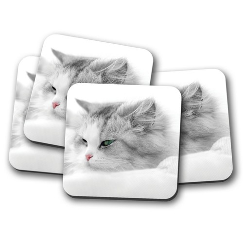 Set beautiful white cat - white,
