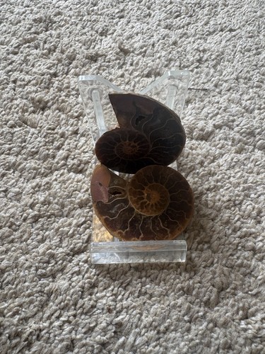 Ammonite fossil split - ammonite,