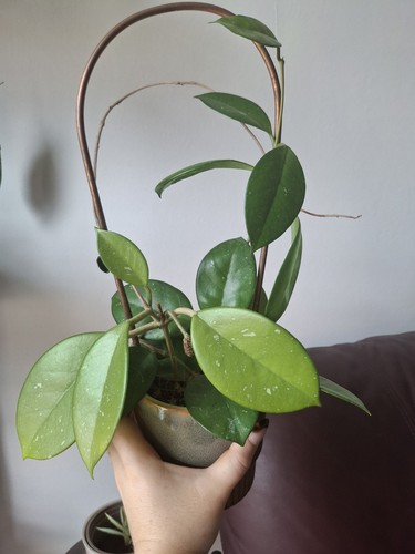 Hoya fungii fresh 2 - hoya, |