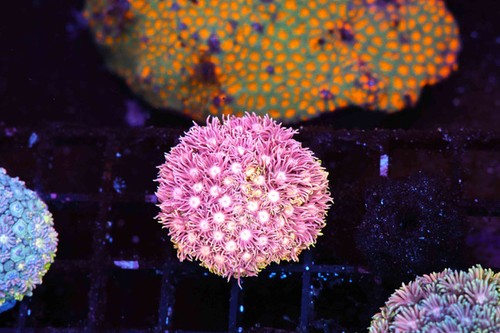 Bubblegum lemonade goniopora - lemonade,