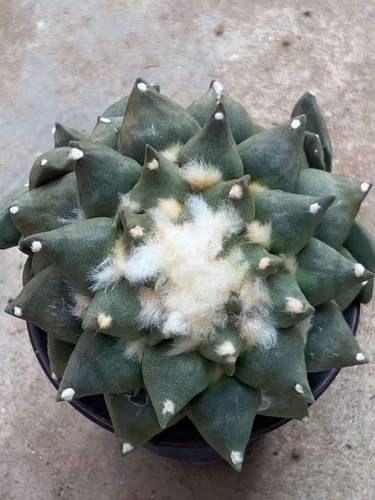 5cm live house plant - 14.5cm,