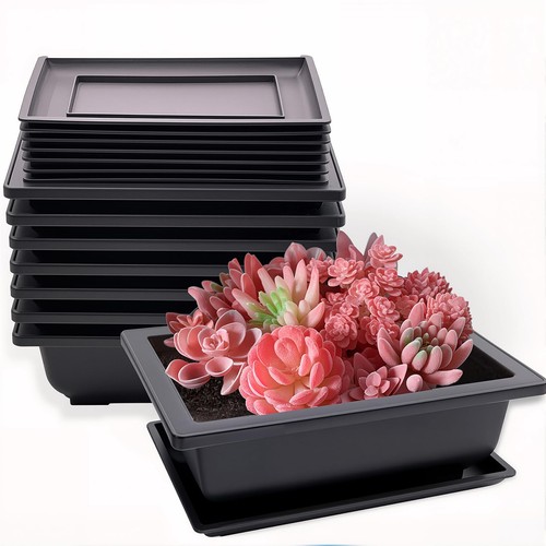 Pack bonsai training pots - training,