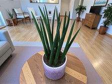 Sansevieria cylindrica - Snake