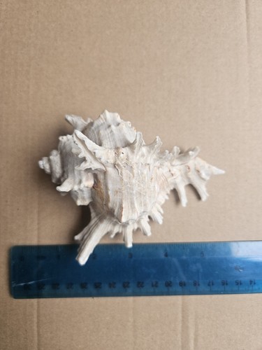 Large ramose murex seashell - large,