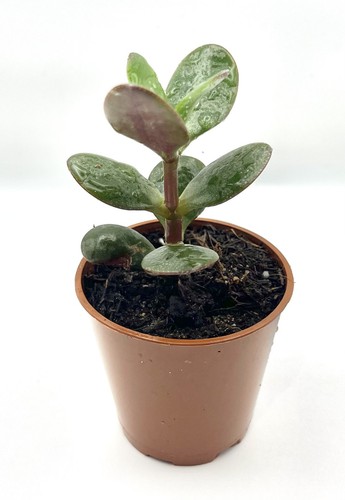 Giant jade plant - plant, plant)