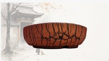 🐉 Dragon Teeth Bonsai Pot