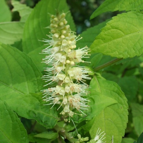 Leucosceptrum japonicum - leucosceptrum,