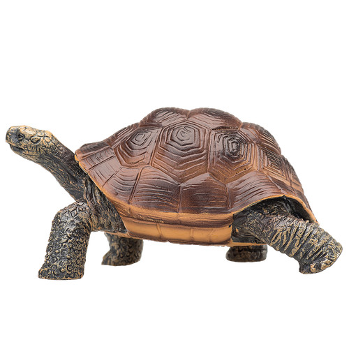 Mojo galapagos tortoise wild - galapagos,