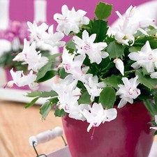 Christmas cactus white indoor - white,