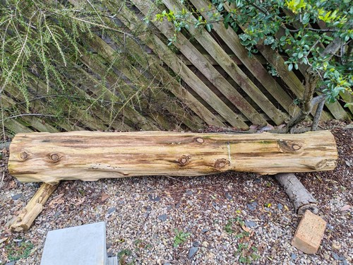 Redwood tree trunk 33m - redwood, 2m