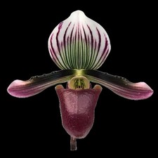 Paphiopedilum barbatum var. nigritum, gorgeous orchid, easy to grow, big plant