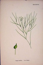 Original Old Antique Print Puppia Flower Plant Colour Fine Art 1878Victorian