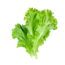 Lettuce Plants - 'Crisp Mix' -