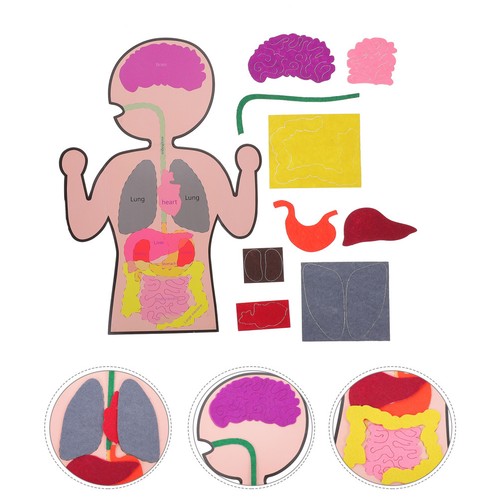 Sets cognitive organs - of,