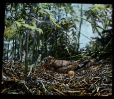 HAND TINTED Magic Lantern
