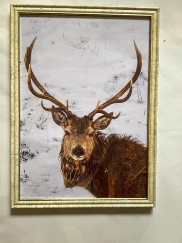 Red deer stag framed - red,