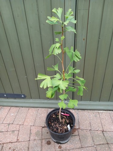 Young prehistoric ginkgo - young,