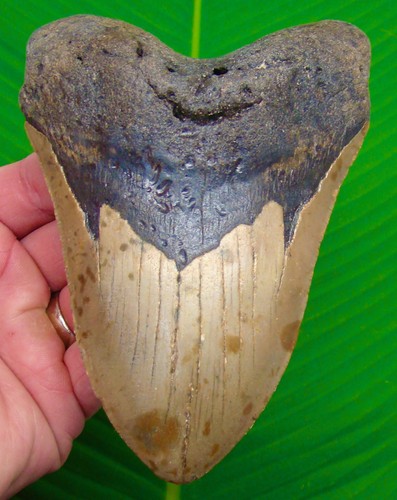Megalodon shark tooth - megalodon,