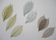 Real Pressed Skeleton Metallic Leaves Card Making Arts Crafts Large 1 Pk 10 Pcs
