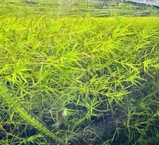 Guppy Grass 30grams For Sale