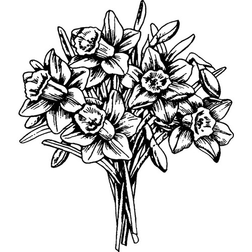Bunch daffodils unmounted - of,