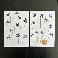 Pressed Dried Wild Violet