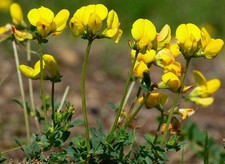 WILD FLOWER TREFOIL LOTUS CORNICULATUS 5GM ~ 4000 SEEDS BIRDS FOOT