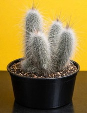 Echinocereus rayonensis L1101