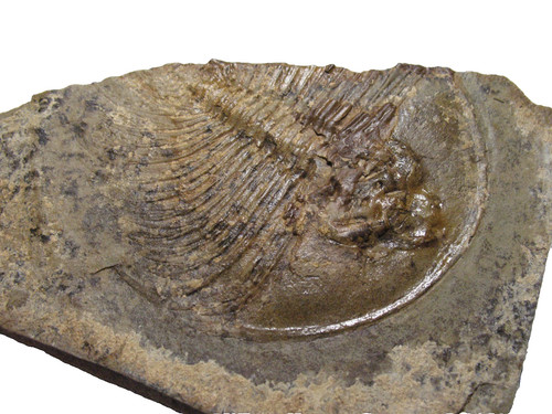 Cambrian pioche shale - pioche,