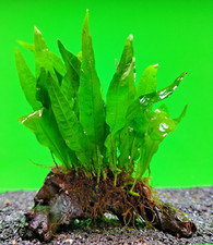Java fern approx 10cm - 10cm, wood