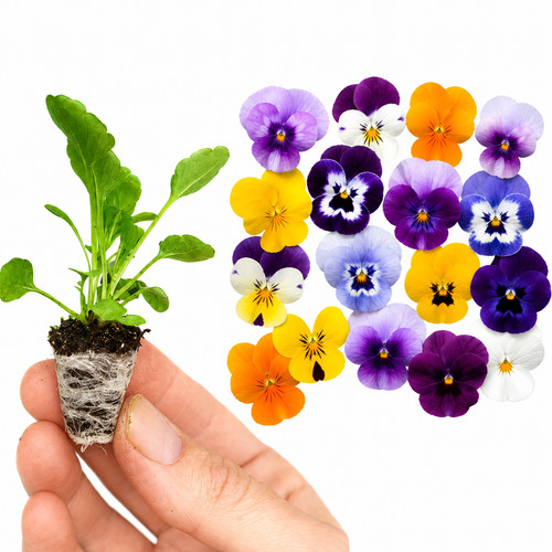 Hanging basket flower plugs - hanging,