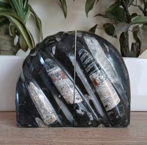 Heavy black marble orthoceras