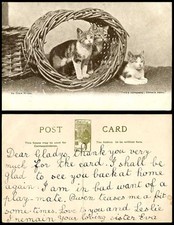 3 Cats Kittens An Open House, Two's Company Three's None Cat Kitten Old Postcard
