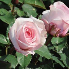Rose 'Linda's Rose '