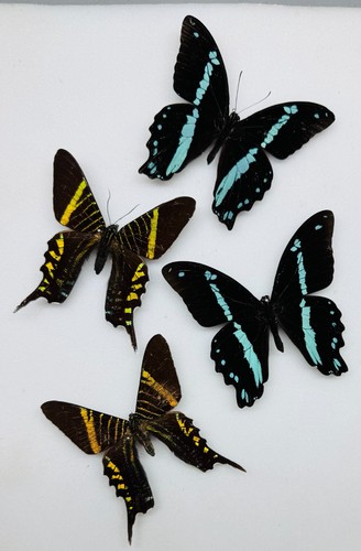 Real butterfly specimens - real,