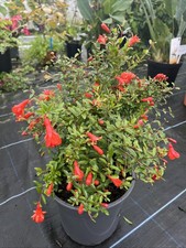Punica granatum 'Nana' - Dwarf Pomegrante - 30cm  plants 3ltr pot