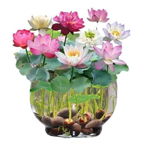 1pack lotus mix flower seed - mix,