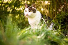 Fuji X Fit Helios 44M-4 Bokeh