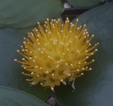 rare MASSONIA CITRINA - Winter