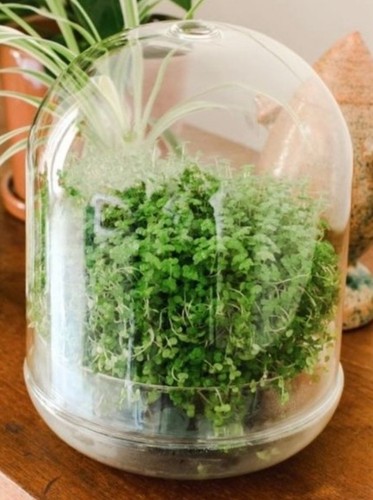 Medium glass terrarium - medium,
