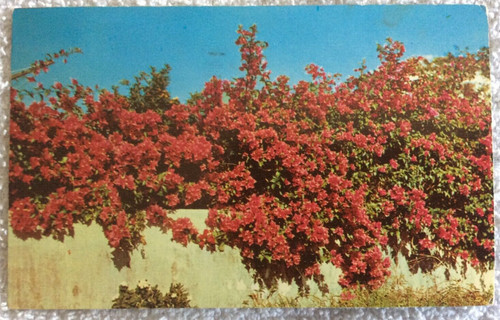 Bougainvillea bloom - bougainvillea, in