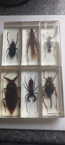 Large real life bugs - bugs, /