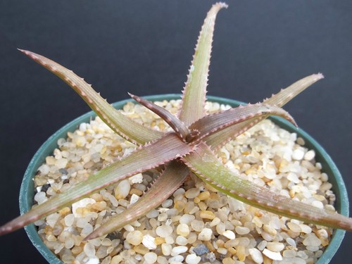 Aloe bakeri exotic - aloe,