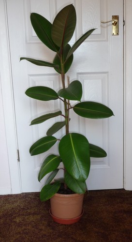 Rubber plant - , elastica)