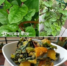Indian Spinach | 30+  fresh seeds | Malabar Spinach | Poi Saag | Basella Alba