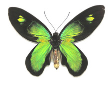 Ornithoptera victoriae