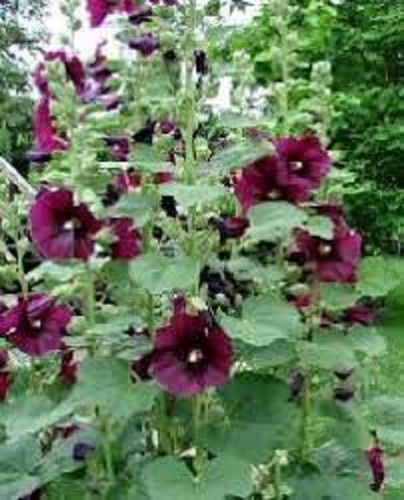 Burgundy hollyhocks alcea - hollyhocks,