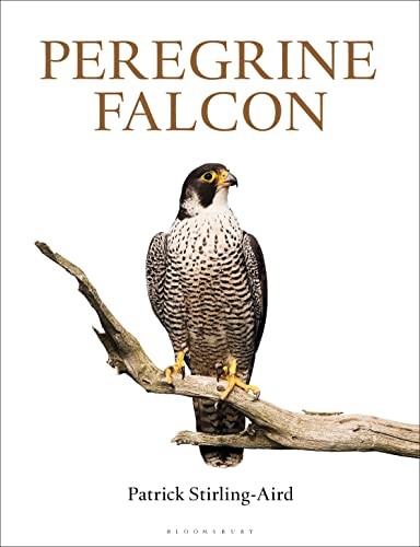 Peregrine falcon patrick - peregrine,
