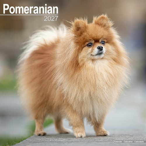Pomeranian